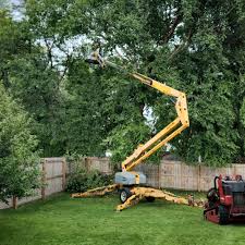 South Padre Island, TX Tree Removal and Landscaping Services Company